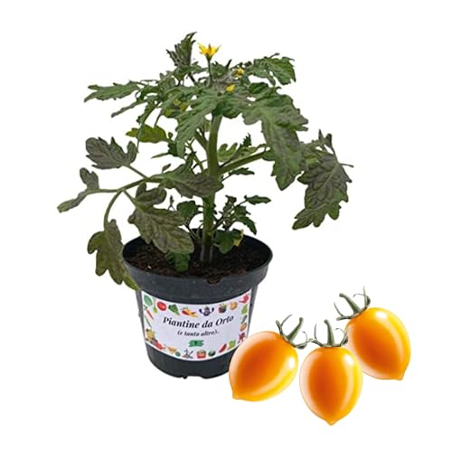 P. POMODORO DATTERINO MANGO V.10,pianta vera di pomodoro,orto,giardino e giardinaggio,pianta in vaso