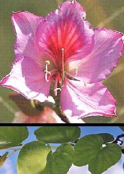 TROPICA albero di orchidee (Bauhinia variegata) 8 semi