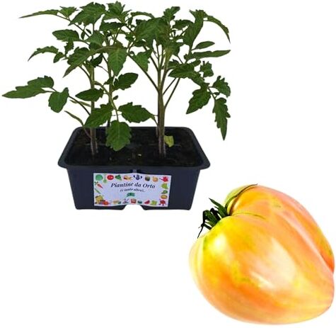 Piantine da Orto P. , Pomodoro Cuore di Bue Giallo 4 Piantine, PIANTA VERA pronta per il trapianto, Pianta da orto, da balcone, kit da 4 piantine, Pianta da esterno