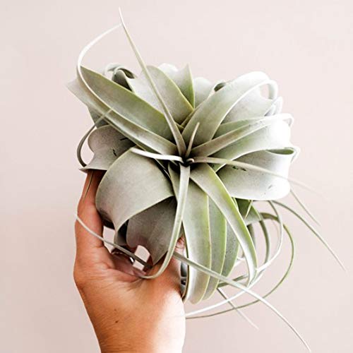 CIFO Tillandsia xerographica