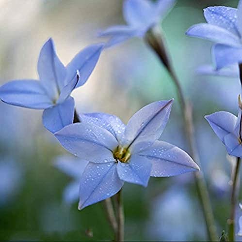 BSptyy 5 pezzi Lampadine Zephyranthes Perenne Elegante Bella luce blu Giglio della pioggia Lampadina Tuberi per piantare Fragranza speciale Fiori recisi raffinati Decorazione festiva