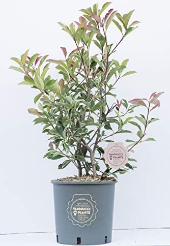 vannucci piante Photinia x fraseri Pink Marble, Cespuglio, Pianta vera in vaso, Pianta da siepe, Pianta da terrazzo