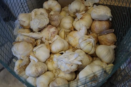 Generic Patate da semina in formato mini-tuberi per la produzione nell'orto famigliare diverse varietà e quantitativi (Bianco Avorio, 250 grammi)