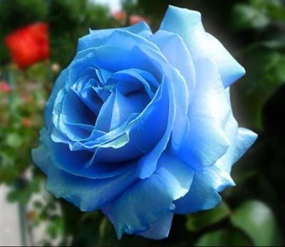 Zumari Nuovi 50pcs Rose Flower semi blu cielo