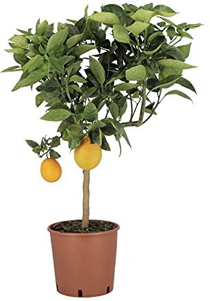 Kentis Pianta di Arancio Dolce Citrus Sinensis Piante di Agrumi Vere Alberi da Frutto da Giardino Piante da Frutta da Esterno H 70-80 cm Vaso Ø 20 cm