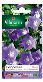 Vilmorin Pacchetto di semi di campanula dei Carpazi blu