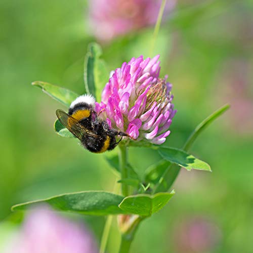 Freudenberger Trifoglio Rosso (Trifolium Pratense) 1 kg Kleesamen Singolo Semi Leguminose Futterbau