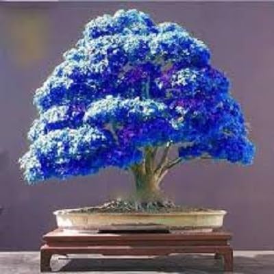 SVI 100% reale giapponese fantasma blu Acero Bonsai Semi, 10 Semi/Pack, Acer palmatum atropurpureum, Bonsai SOW TUTTO L'ANNO