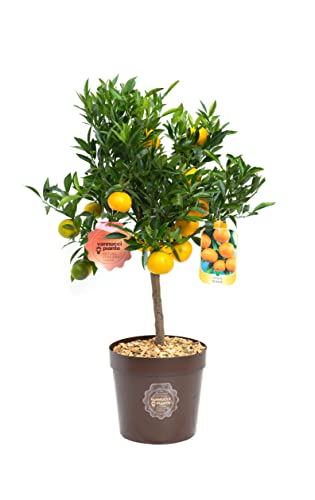 vannucci piante Citrus nobilis, Citrus mandarino, Agrumi, Pianta vera, Pianta da terrazzo, Pianta da frutto, Mediterranea