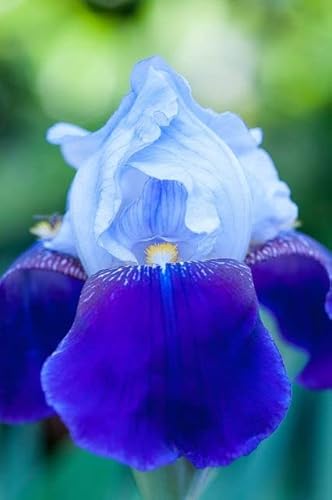 Zumari Ponak Nuovi semi di fiori di iris da 100 pezzi Blu Bianco