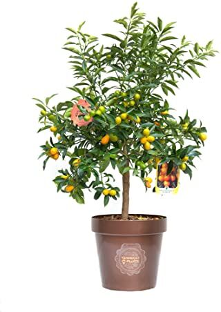 vannucci piante Citrus fortunella 'Margarita', Citrus kumquat, Agrumi, Pianta vera, Pianta da terrazzo, Albero da frutto, Mediterranea