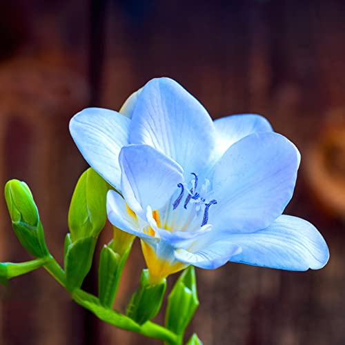 BRKENT Bulbi Di Fresia Bulbi Di Fiori Freschi Piante Perenni Rustiche Da Giardi Fiori Da Balcone Decorazione Piante Esotiche Fiori Da Giardi Piante Rustiche In Vaso 10 Bulbi Di Fresia blu