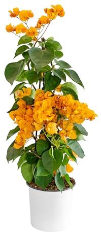 bonplants Bougainvillea, Pianta Vera Rampicante a Piramide, Vaso 19, h 70 cm (Arancio Chiaro)