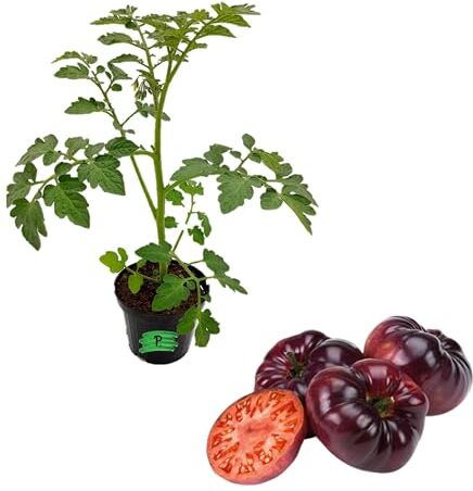 Piantine da Orto P. , PIANTA VERA di Pomodoro Pomodoro Costoluto Blu Vaso 10, pianta da esterno, pronta al trapianto, pianta vera, pianta in vaso,giardino e giardinaggio,pomodori,orto