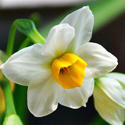 Astonish Pacchetto semi: display08 400Pcs colore misto Narciso profumato pastello Daffodil Seeds di semi