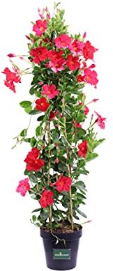 eGarden.store Pianta di Dipladenia pianta rampicante di Dipladenia pianta da esterno pianta ornamentale pianta vera di Dipladenia venduta da  (Rosso vaso 20 cm)