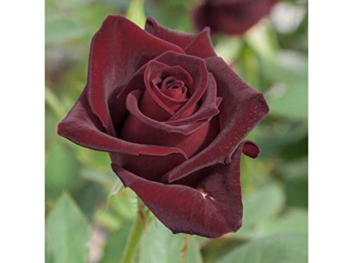 acquaverde Pianta Cespuglio Rosa Nera Black Profumata 40 Cm In Zolla Pronta Da Piantare Perenne Giardino Vaso