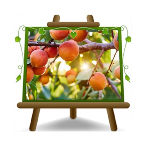 generico Albicocchi Pisana Tardiva Pianta da frutto su vaso da 26 Albero max 200 cm 4 anni