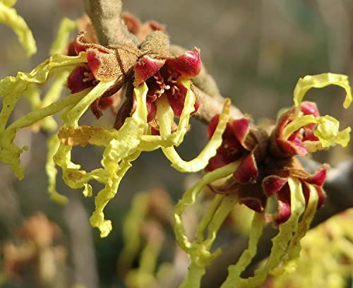 WJKWY-Q 10 semi di amamelide pianta gialla Hamamelis virginiana regali da giardi per donne prato fiori decorazione pianta ape prato fiore decorazione vaso piante esotiche da appartamento