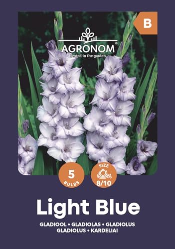 AGRONOM Tested in the garden AGRONOM   GLADIOLIA A FIORE GRANDI LIGHT BLUE   Bulbi da fiore perenni   Fiori blu   Si coltivano nei giardini fioriti, in vaso, nei prati fioriti   5 bulbi da fiore