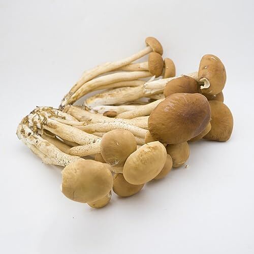 Generic 400 Pz Semi Di Funghi Dell'Albero Del Tè Verdure Da Balcone Funghi Funghi Freschi Semi E Piante Di Ortaggi Verdure Invernali Piante Resistenti Per Il Giardi Piante Da Orto Regali Sostenibi