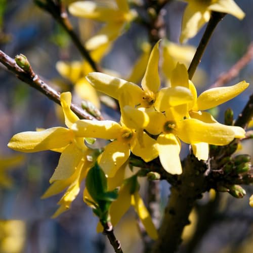 Generic 150 Pezzi Di Semi Di Piante Di Forsizia Forsizia Piante Da Appartamento Purificatrici Dell'Aria (Forsythia Suspensa) Piante Esotiche Resistenti Bonzai Albero Decorazione Vegetale Pianta