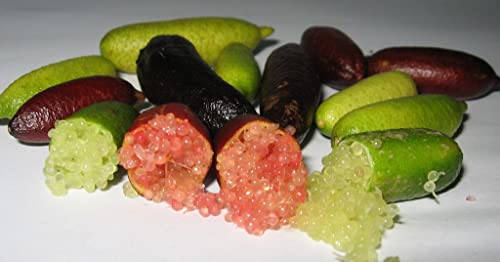 viveros la berrocosa Frutale Albero Caviale Citrico Confezione 2 Pezzi (1 Bianco 1 Rosa) di Viveros la Berroccosa Alt. ca. 35-40 cm