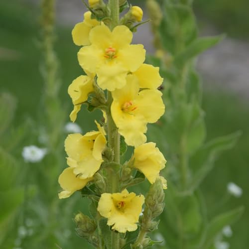 Generic 550 pezzi di semi di verbasco perenni, semi di piante d'appartamento, semi di letto rialzato, verbasco a fiore grande, Verbascum thapsus, erbe di letto rialzato, piante da balcone, semi di erbe r