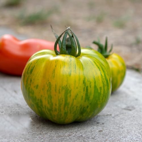 Generic 50 Pezzi Semi Di Pomodoro Biologico Solanum Lycopersicum Semi Di Pomodoro, Semi Di Bonsai, Verdure Da Balcone Pomodori Da Ester, Semi Di Piante Di Pomodoro, Semi Di Ortaggi Resistenti,