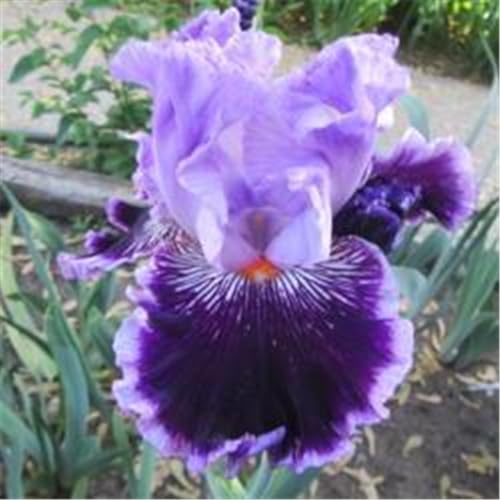 CFGRDEW Bulbi di iris, piante di iris, decorazione del giardino, ottimi per la coltivazione in vaso, adatti ai principianti, decorazione della casa-8bulbi-D