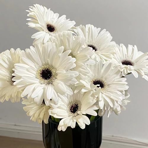 Generic 500 pz fiori di semi di gerbera, Fiori da balcone, regali di Pasqua Semi di gerbera resistenti Gerbera jamesonii semi di prato di fiori selvatici perenni, seme semi di fiori, piante