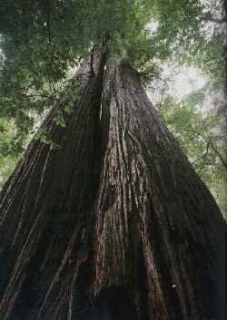 TROPICA Sequoia rossa (Sequoia sempervirens) 50 Semi- Resistente al freddo