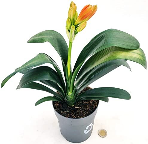 POWERS TO FLOWERS CLIVIA ARANCIONE, VASO 13CM DIAMETRO, pianta vera