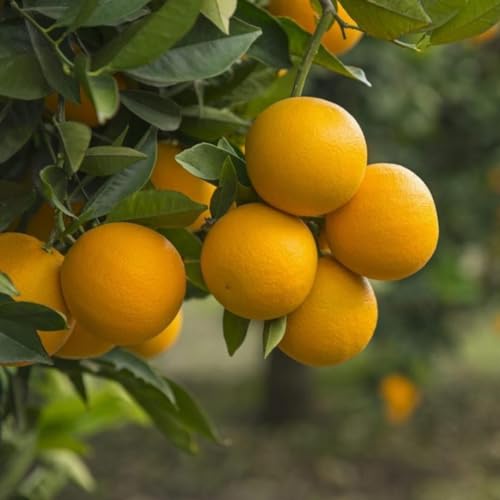 Generico Piante di Arancio (Citrus sinensis (L.) Osbeck, 1765) in fitocella, età 1 anno, altezza 130/150 cm Piante di agrumi