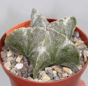 Astonish Pacchetto semi: Astrophytum myriostigma strongylogonum 20 semi