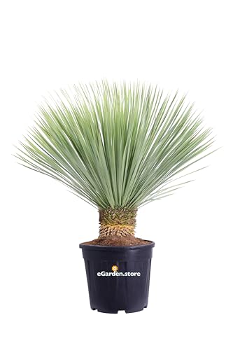 eGarden.store pianta di Yucca Rostrata palma Yucca Rostrata pianta in vaso di Yucca Rostrata pianta vera da esterno venduta da  (Diametro 45 cm)