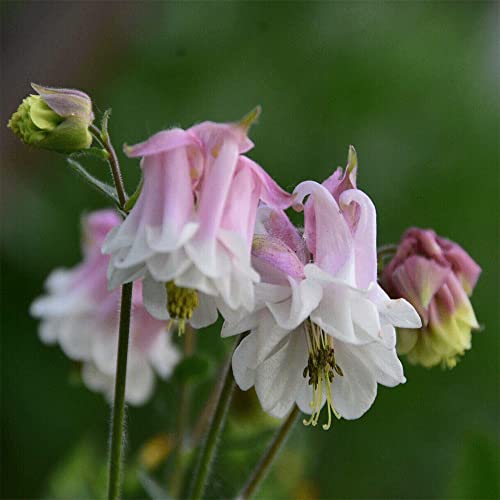 Generic 500 pezzi semi di aquilegia rosa hardy Aquilegia Columbine serie di piante rare pianta in vaso groundcover hardy perenne ape pascolo fiore prato giardinaggio piante da ufficio