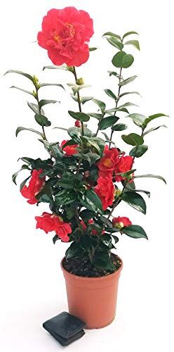 POWERS TO FLOWERS CAMELIA JAPONICA ROSSA XXL, vaso 23cm, pianta vera