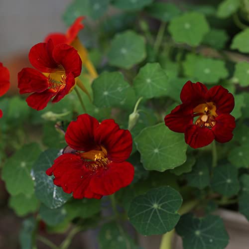 Generic 150 semi di nasturzio rosso rampicante nasturzio pianta semi di fiori balcone fiori semi fiori hardy piante in vaso fiori decorativi giardi regalo semi di fiori regalo degli ospiti