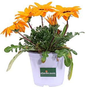 eGarden.store Pianta di Gazania Uniflora pianta da esterno pianta da fiore varie colorazioni pianta ornamentale di Gazania pianta vera venduta da  (Arancione)