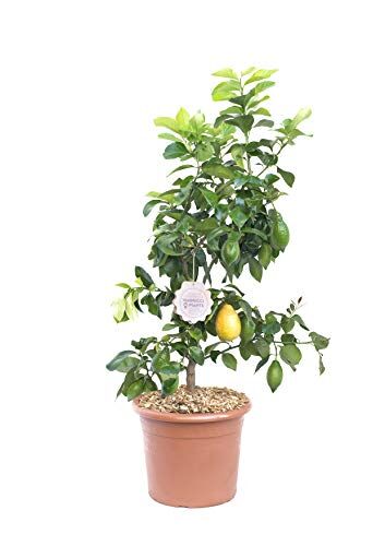 vannucci piante Citrus limonum, Limone, Agrumi, Pianta vera, Pianta da terrazzo, Albero da frutto, Mediterranea