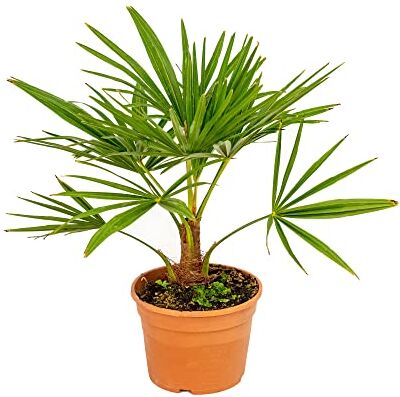 bonplants Trachycarpus Fortunei, Palma di Fortune, Vaso 18, h 45 cm