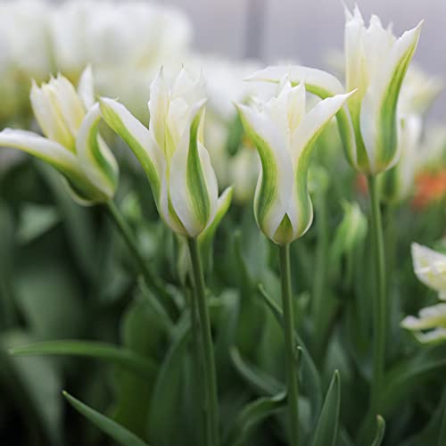 WJKWY-Q Tuberi Bulbi Di Tulipani Olandesi Tulipa Fiori Perenni Da Ester Piante Aromatiche Orto Piante Giardinaggio Vere Da Ester Bonsai Vero Giardi Adatto Per Principianti 8pezzi