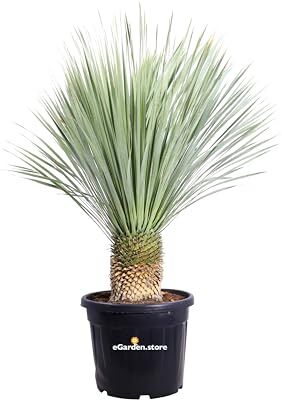 eGarden.store pianta di Yucca Rostrata palma Yucca Rostrata pianta in vaso di Yucca Rostrata pianta vera da esterno venduta da  (Diametro 50 cm)