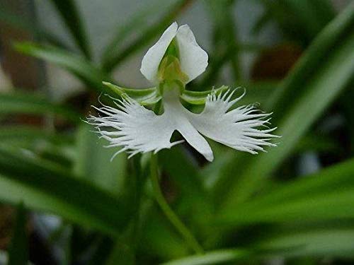 PLAT FIRM Germinazione dei semi: 100 pezzi rari giapponesi Semi radiata, bianco maggiore Orchid Semi, Orchidea Specie, W