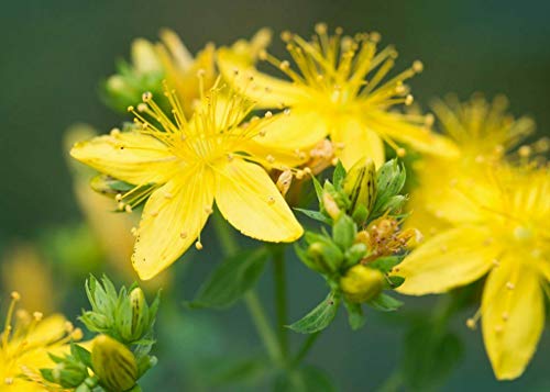 Vivaio di Castelletto Iperico "Hypericum hidcote" pianta in vaso 2 litri