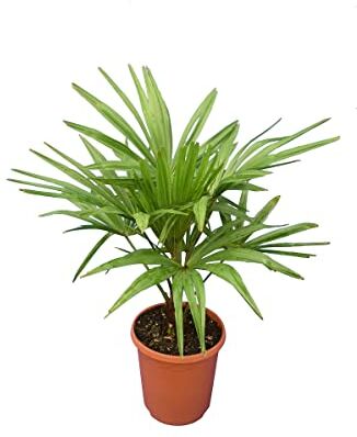 PflanzenFuchs Palma di canapa resistente invernale S – Trachycarpus fortunei – Altezza totale 60 – 80 cm – Vaso Ø 23 cm