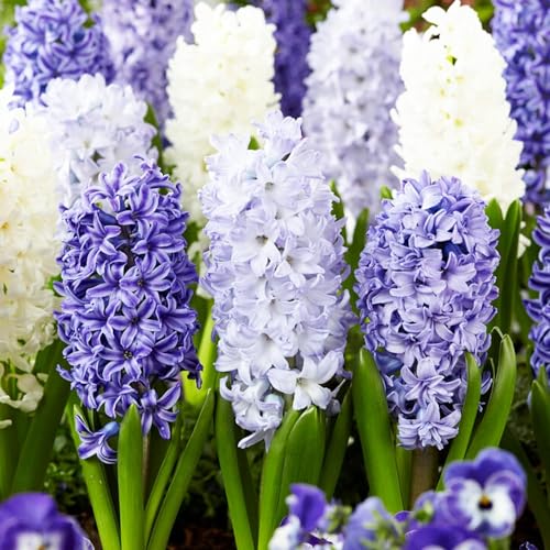 DUTCH BULBS EXCLUSIVE PLANTS FROM HOLLAND Mix blu e bianco (15 bulbi), Collezione di giacinti profumati, 3 varietà/colori, perenni, mix di bulbi resistenti all'inverno dall'Olanda per giardini, vasi, barattoli (bulbi grandi, senza semi)