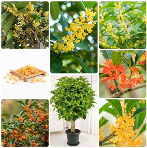 Generic 300 pezzi semi di albero di Osmanthus piante resistenti per il giardi, Osmanthus fragrans, regali sostenibili per le donne alberi acquista semi di alberi in vaso bonsai semi di