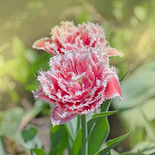 BRKENT Bulbi Tulipani Da Fiore Perenni Resistenti Esotiche Piante Da Balcone Fiori Decorativi Da Balcone Regalo Tulipani Bulbi Piante Perenni Resistenti Fiori Da Balcone 10 Bulbi Di Tulipa Rossa Bianca